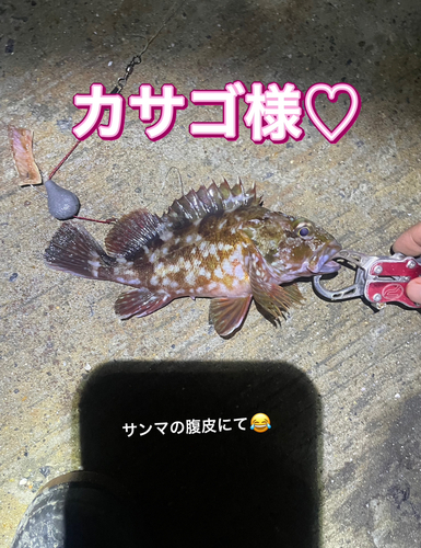 カサゴの釣果