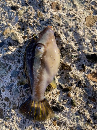 キタマクラの釣果