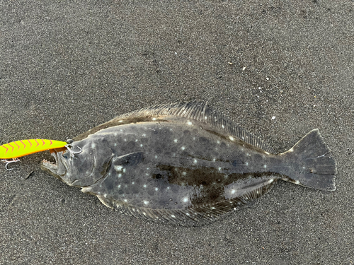 ヒラメの釣果