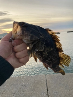 タケノコメバルの釣果