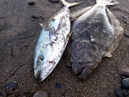 ヒラメの釣果