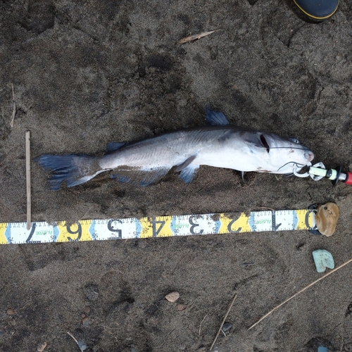 アメリカナマズの釣果