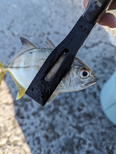 メッキの釣果