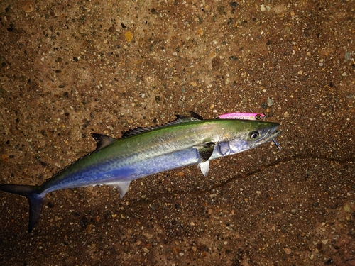 フクラギの釣果