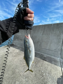 イナダの釣果