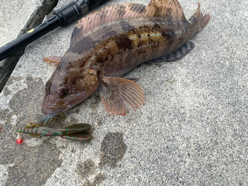 アイナメの釣果