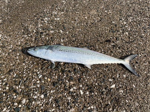 マアジの釣果