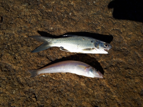 キスの釣果