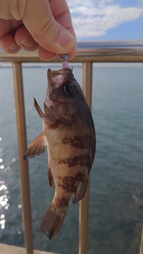 メバルの釣果