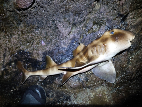 ネコザメの釣果