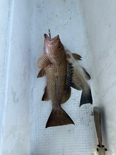 オオモンハタの釣果