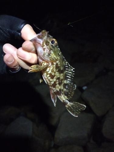 ガシラの釣果