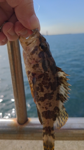 タケノコメバルの釣果