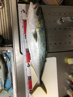 メジロの釣果