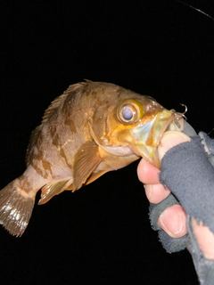 メバルの釣果