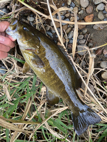 スモールマウスバスの釣果