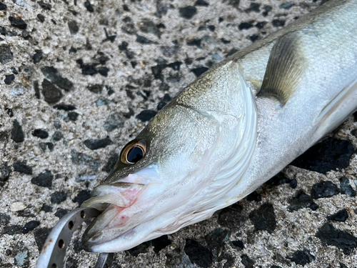 スズキの釣果