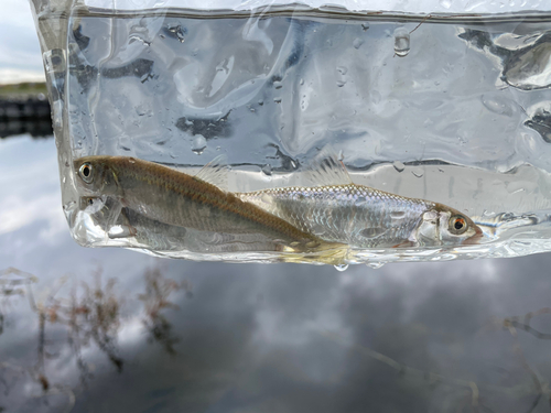 オイカワの釣果