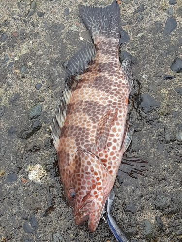 オオモンハタの釣果