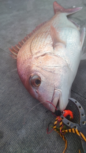 マダイの釣果