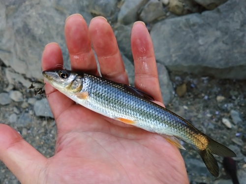 ニゴイの釣果