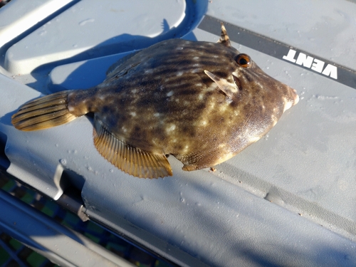 カワハギの釣果