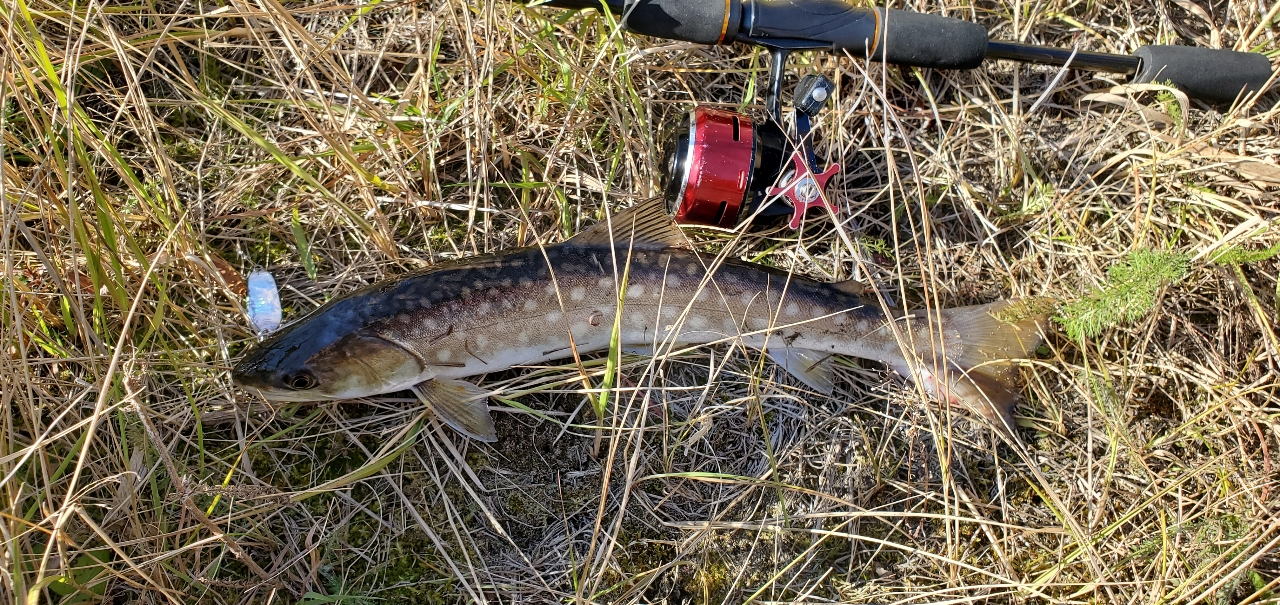 アメマス