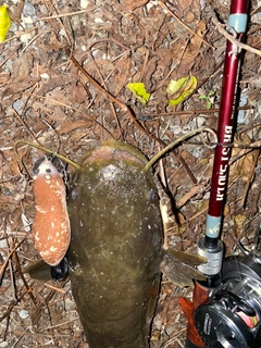 ナマズの釣果