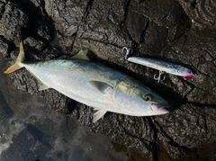 ヤズの釣果