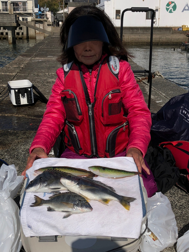 クロダイの釣果