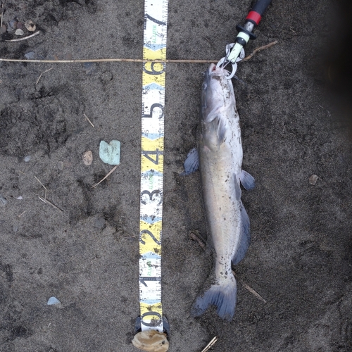 アメリカナマズの釣果