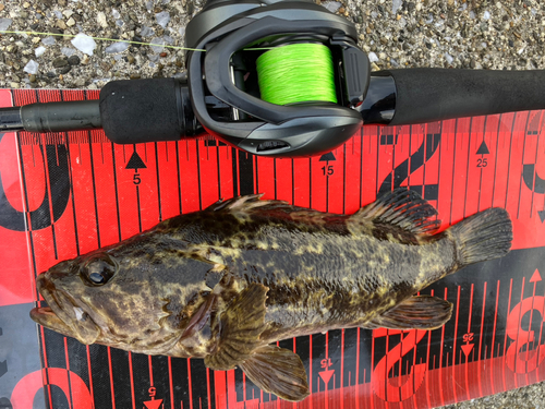 タケノコメバルの釣果