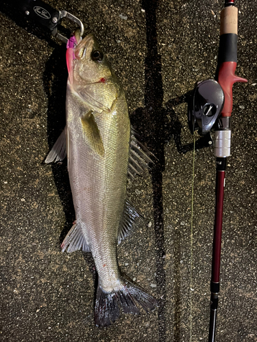 シーバスの釣果