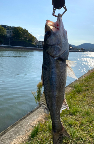 セイゴ（マルスズキ）の釣果