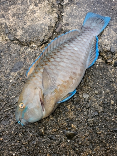 ブダイの釣果