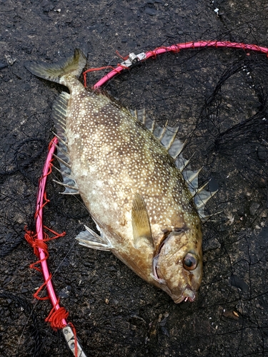 アイゴの釣果