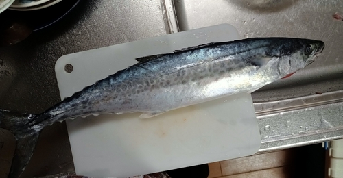 サゴシの釣果