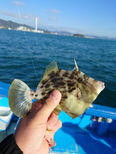 カワハギの釣果