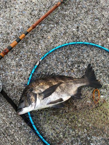 クロダイの釣果