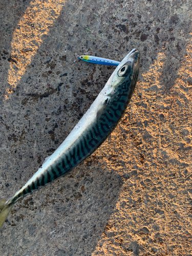 サバの釣果