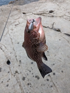 オオモンハタの釣果