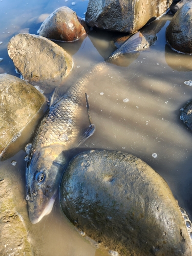 ニゴイの釣果