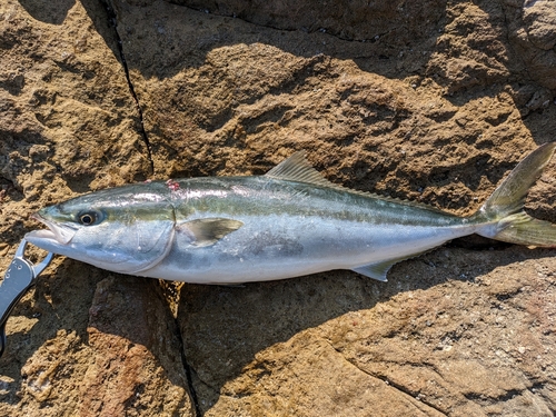 ヤズの釣果