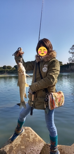 ニゴイの釣果