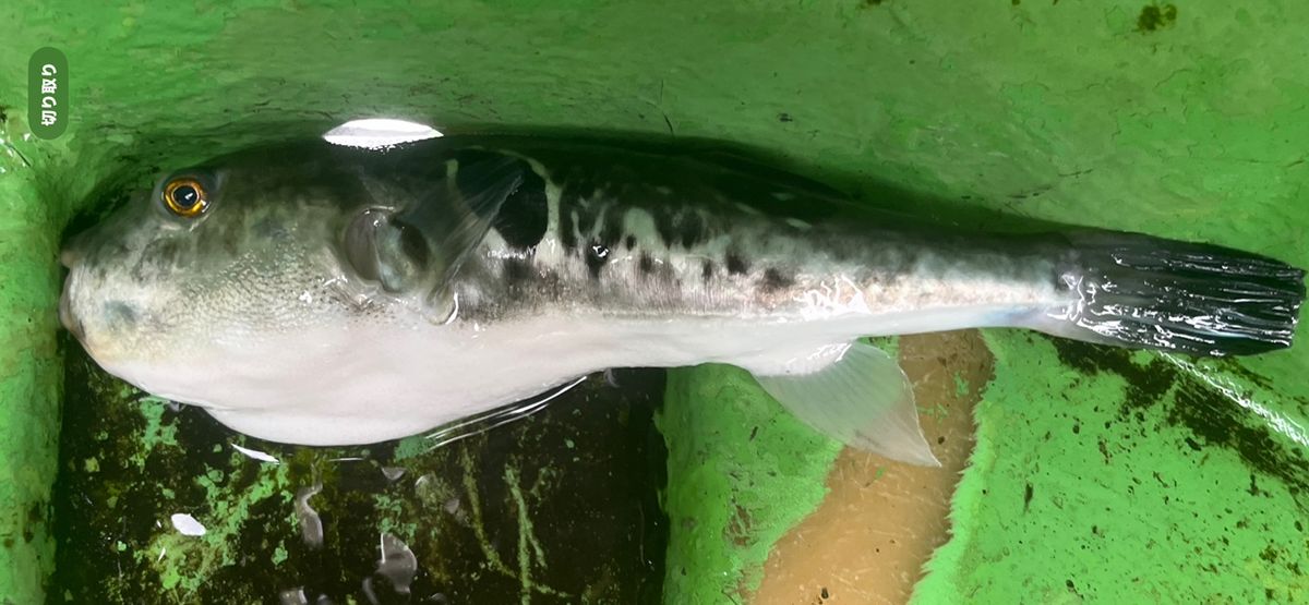 コッスーFさんの釣果 2枚目の画像