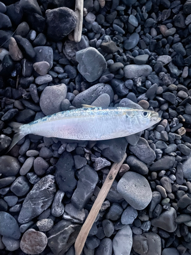 カタボシイワシの釣果