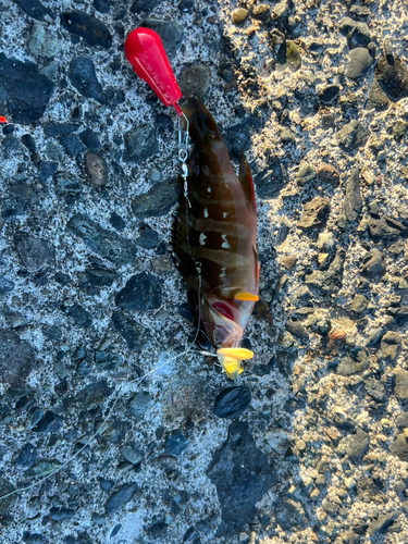 ヒブダイの釣果