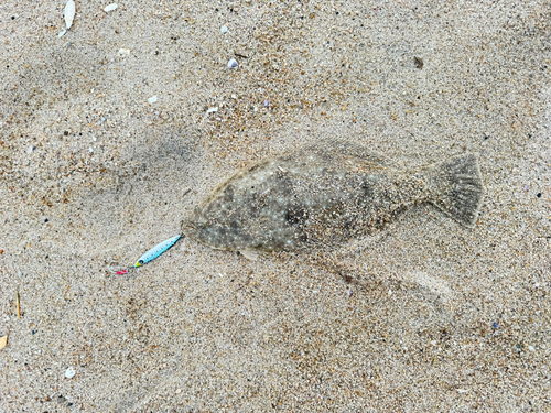 ソゲの釣果