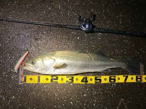 シーバスの釣果