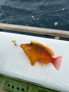 オキゴンベの釣果